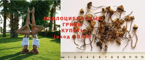 ГАЛЛЮЦИНОГЕННЫЕ ГРИБЫ Балахна